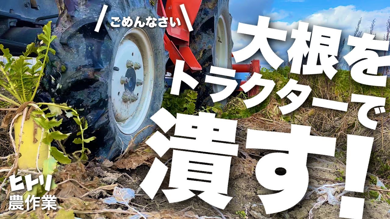 【ひとり農作業】大根が豊作で出荷出来ないからトラクターで潰す!【新規就農10年目】