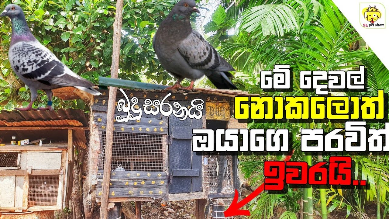පරවී කුඩූවේ ආරක්ශාවට | pigeon cage Shield | sinahal paravi video | sl pet show