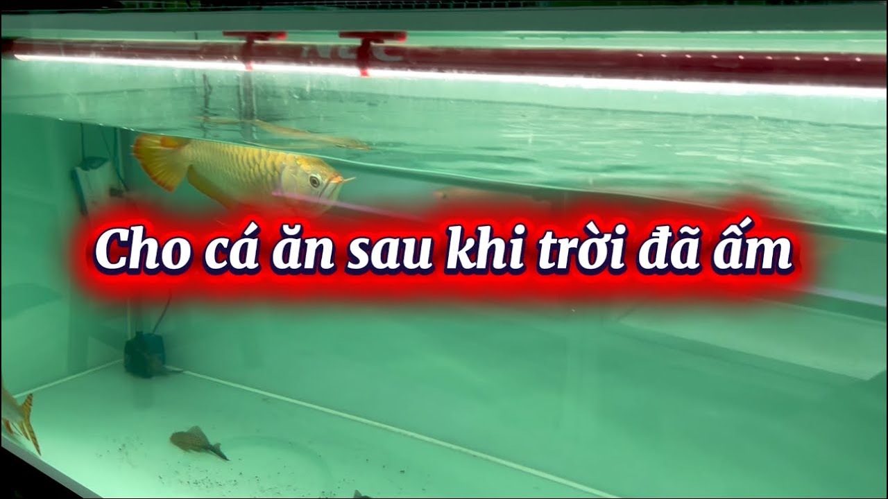 Cho huyết long ăn ngày nắng ấm