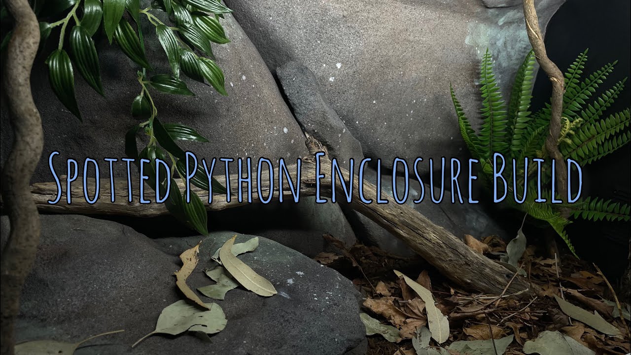 Spotted Python Enclosure Build