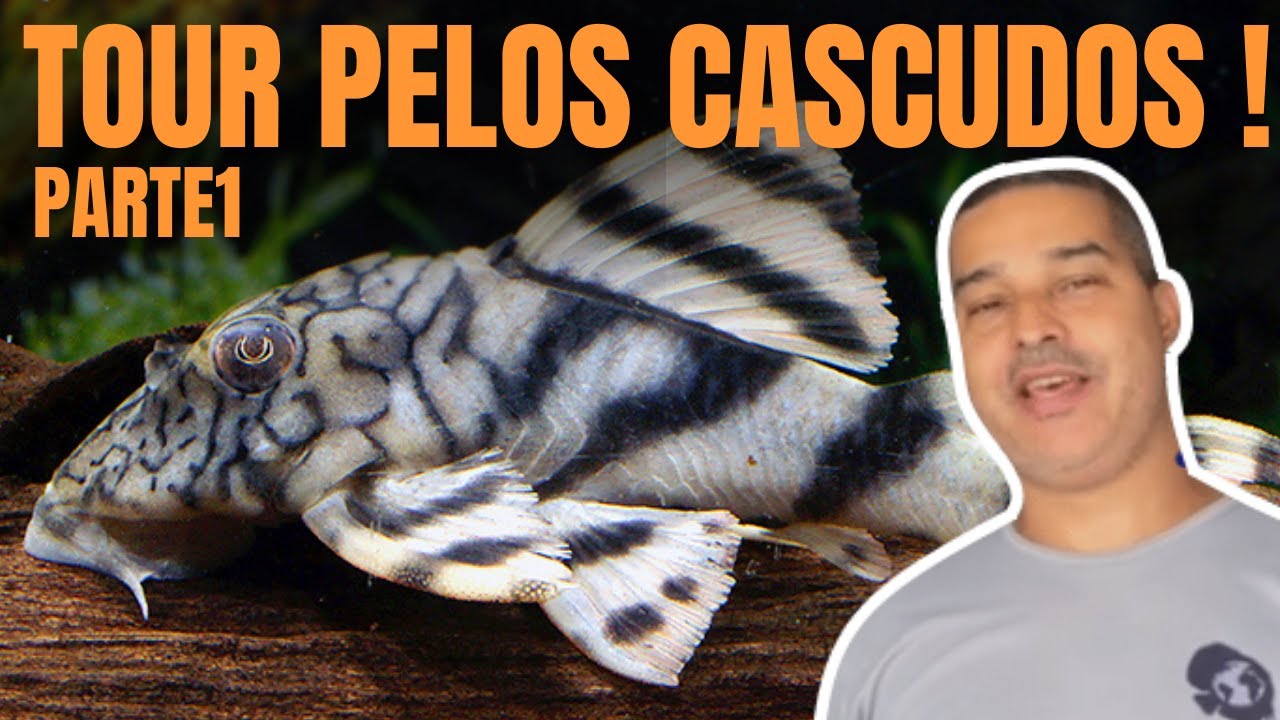 TOUR PELOS CASCUDOS #1 (COM NUMERAÇÃO)- L14, L15, L264, L135, L333, L172, L18 E L262 NOS AQUÁRIOS!