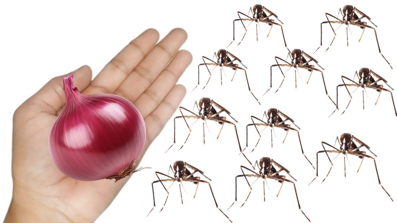 එක මදුරුවෙක්වත් පැත්ත පළාතට එන්නැතිවෙන්න මේ videoඑක බලන්න | Jawa Food Corner