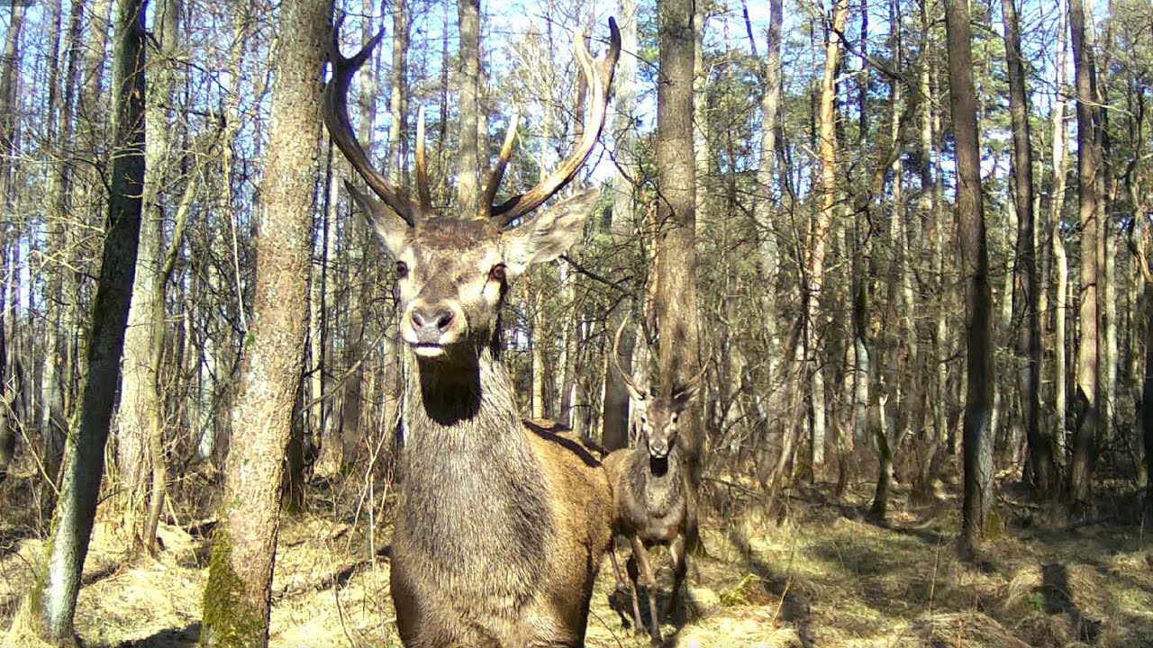 Chmara jeleni byków przebiega przed fotopułapką❗❗ -  Zrzuty2024