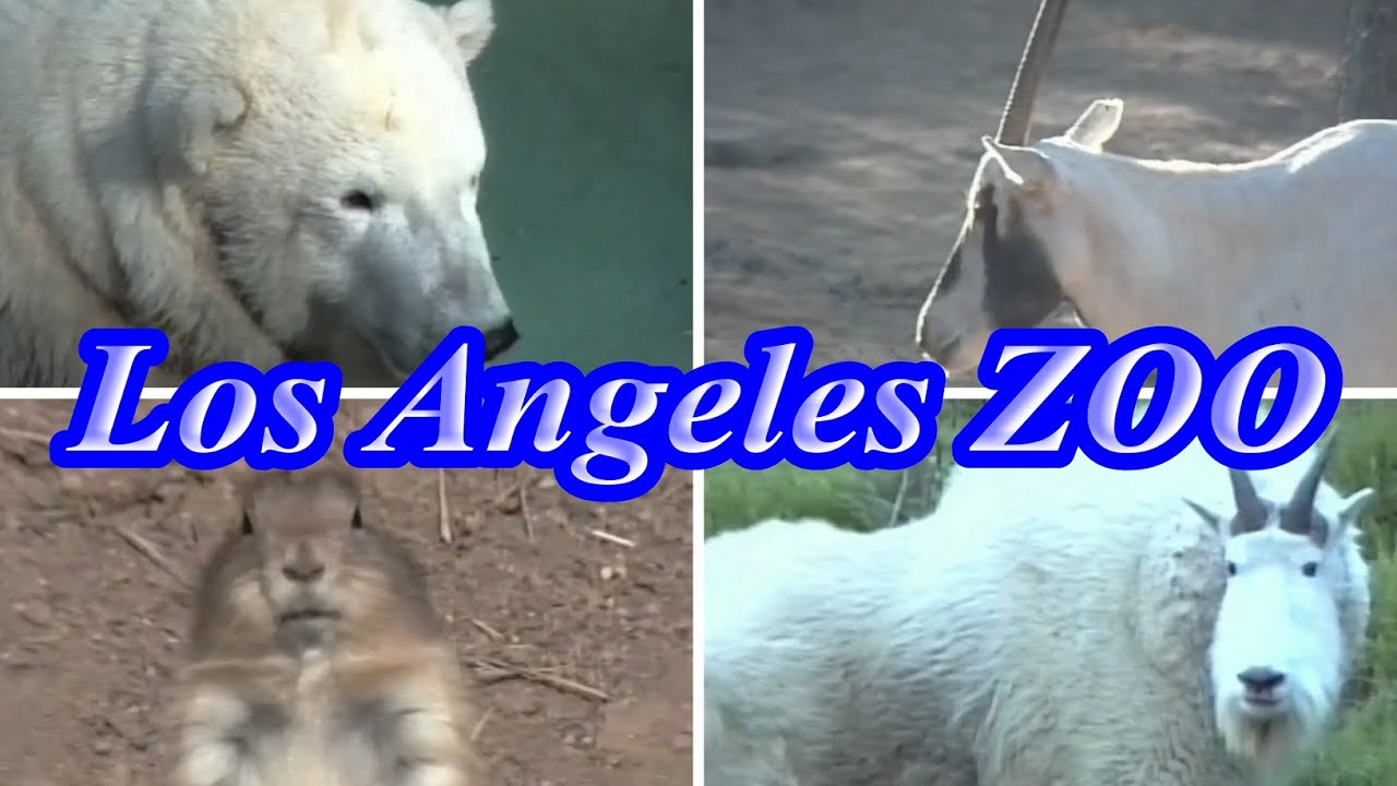Los Angeles Zoo October 1996 Los Angeles, California