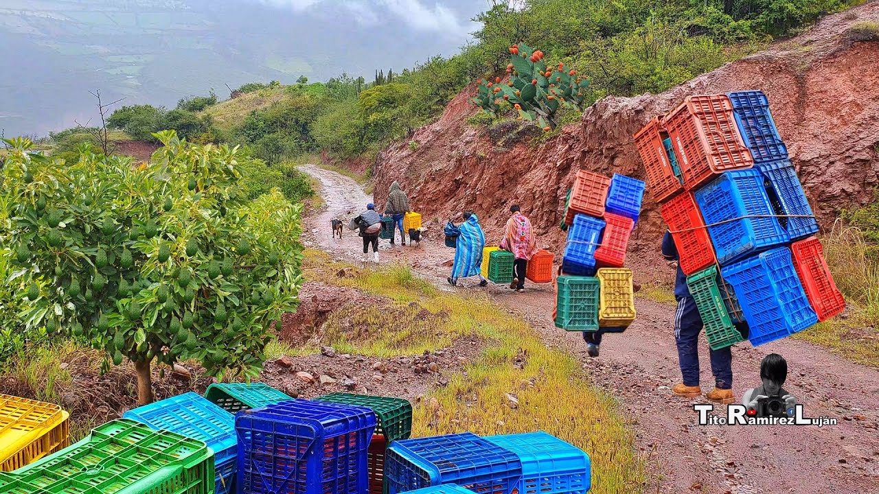 Así es la Cosecha de la Palta Hass - La Mar Ayacucho 🥑🌦🇵🇪👇| TitoRamirez