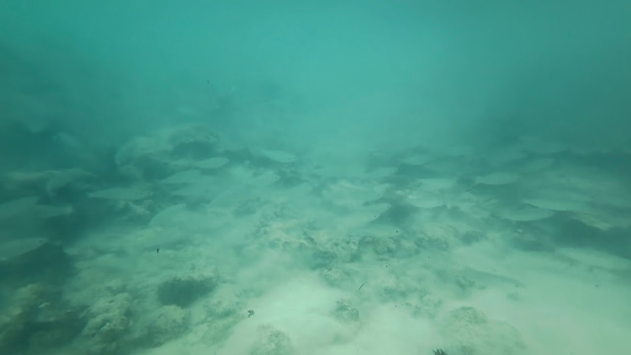 Crazy fish - Lagoon, Mustique 