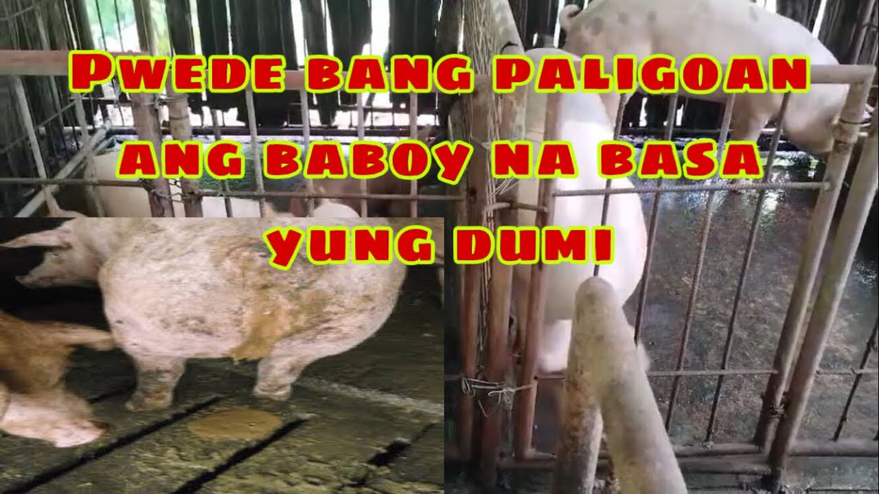 Pwede bang paliguan yung baboy na basa yung dumi o nagtatae | Ryan Patenio