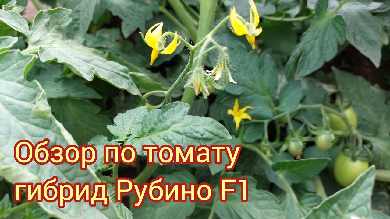 Обзор по томату Рубино F1 Что мы делаем для того, чтобы было хорошее опыление и не сбрасывал завязь