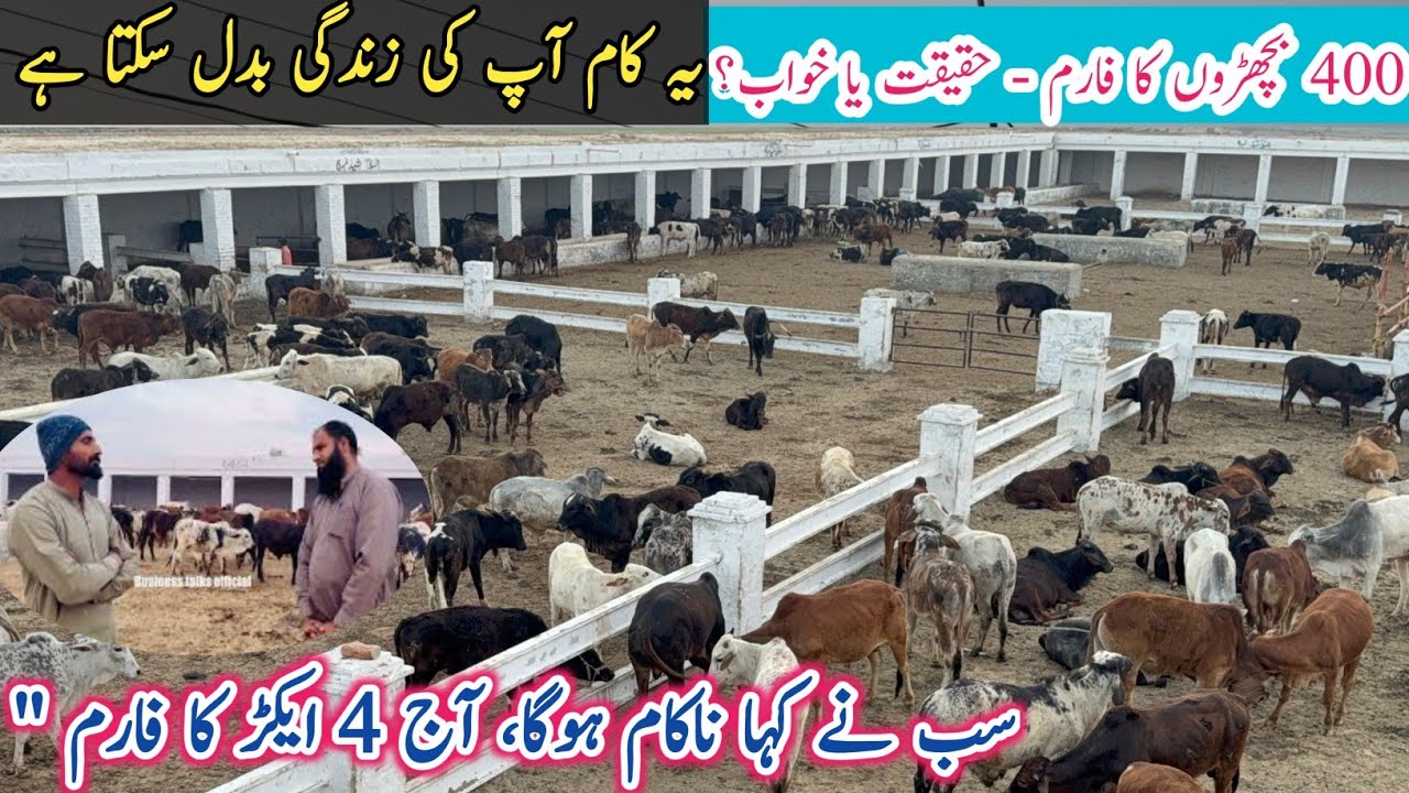 Motivational Bachra Farming in Pakistan | How to start Fattening Farming in Punjab|Cattle business