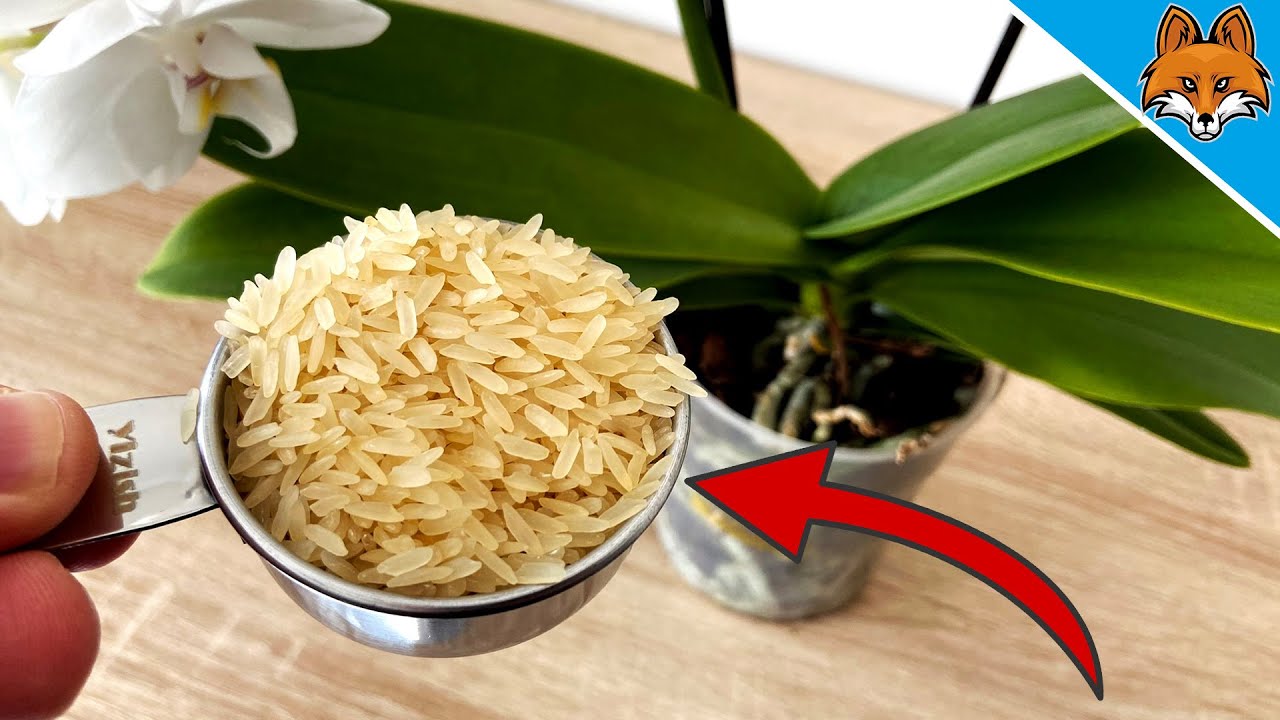 Mache DAS wenn du eine &uuml;ppige und lang anhaltende Orchideen Bl&uuml;te haben willst 💥