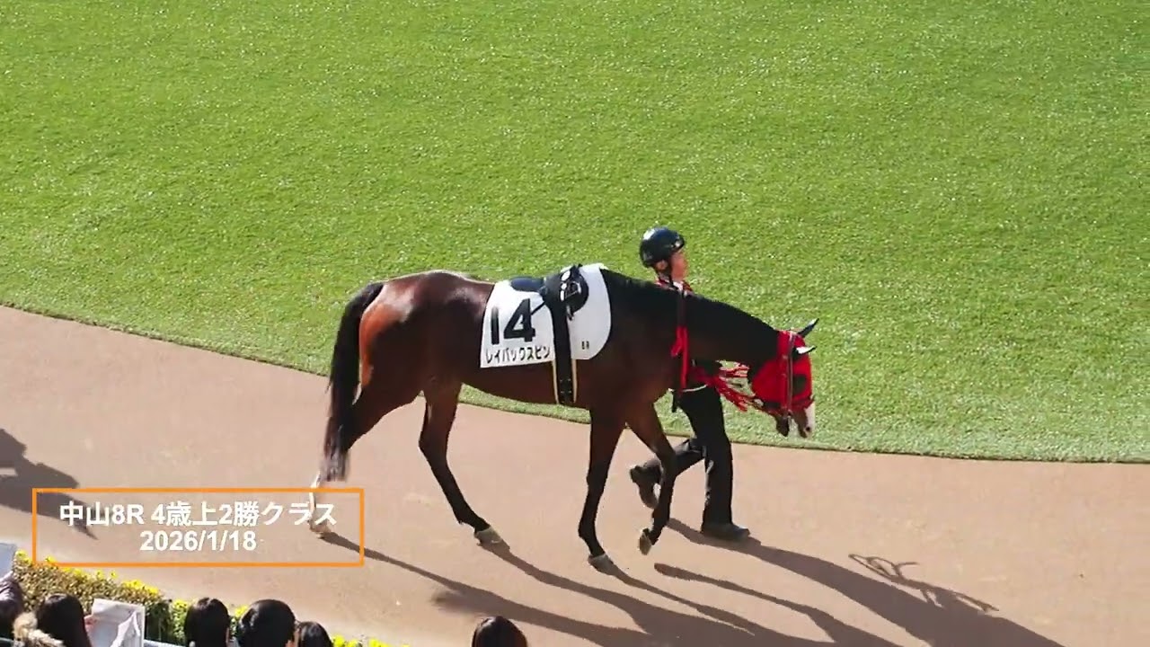 2026年1月18日 | レディーフランシス | パドック 現地映像 全頭 | 中山競馬場 | 中山8R 4歳以上2勝クラス ダート1,800