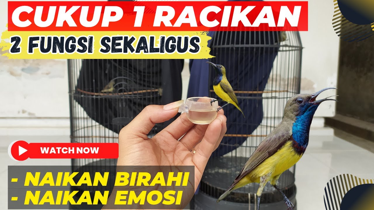 JARANG YANG TAU❗CARA MENAIKAN BIRAHI & EMOSI SOGON DALAM SATU PERAWATAN❗
