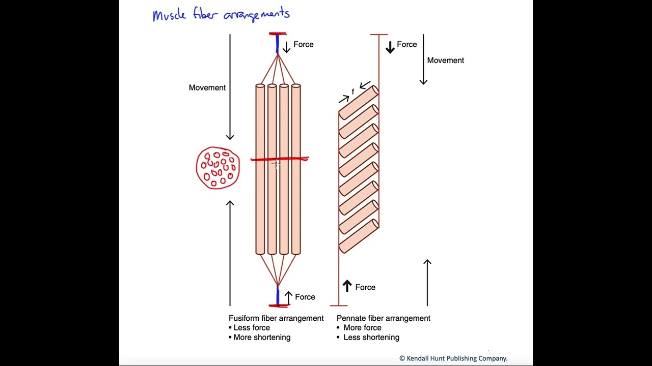 Muscle fiber arrangements