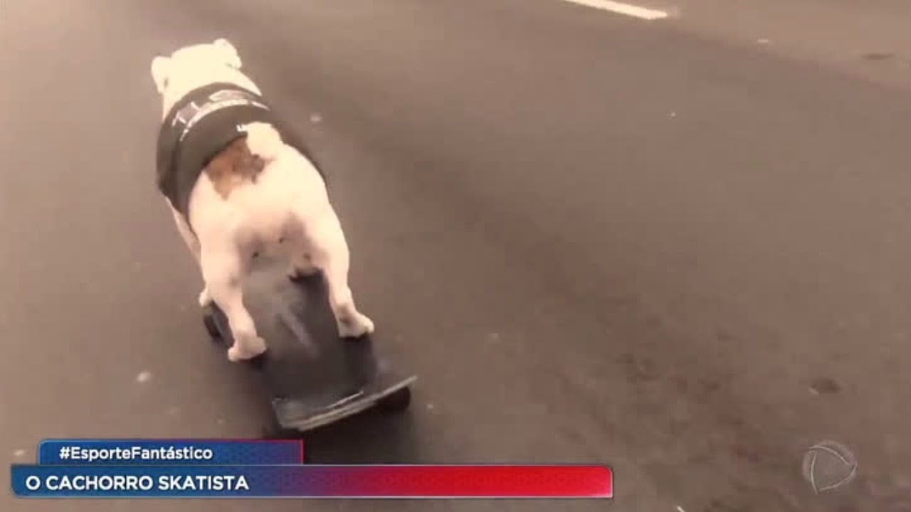 Bulldog skatista mostra que é fera no esporte e dá show pelas ruas de São Paulo