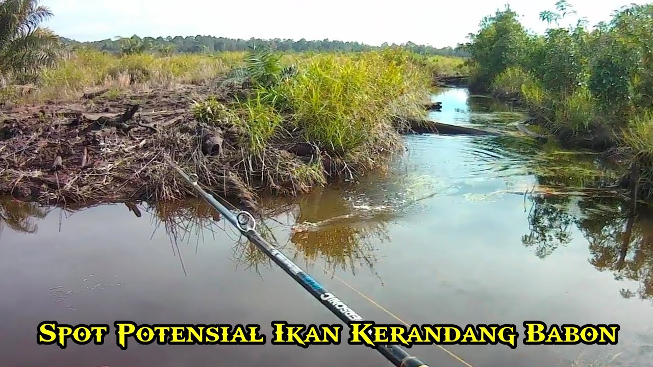 Casting Kerandang Di Spot Potensial Isi nya Babon Pakai Soft Lure
