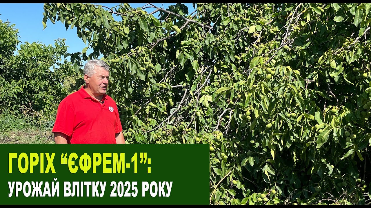 №223 Горіх 