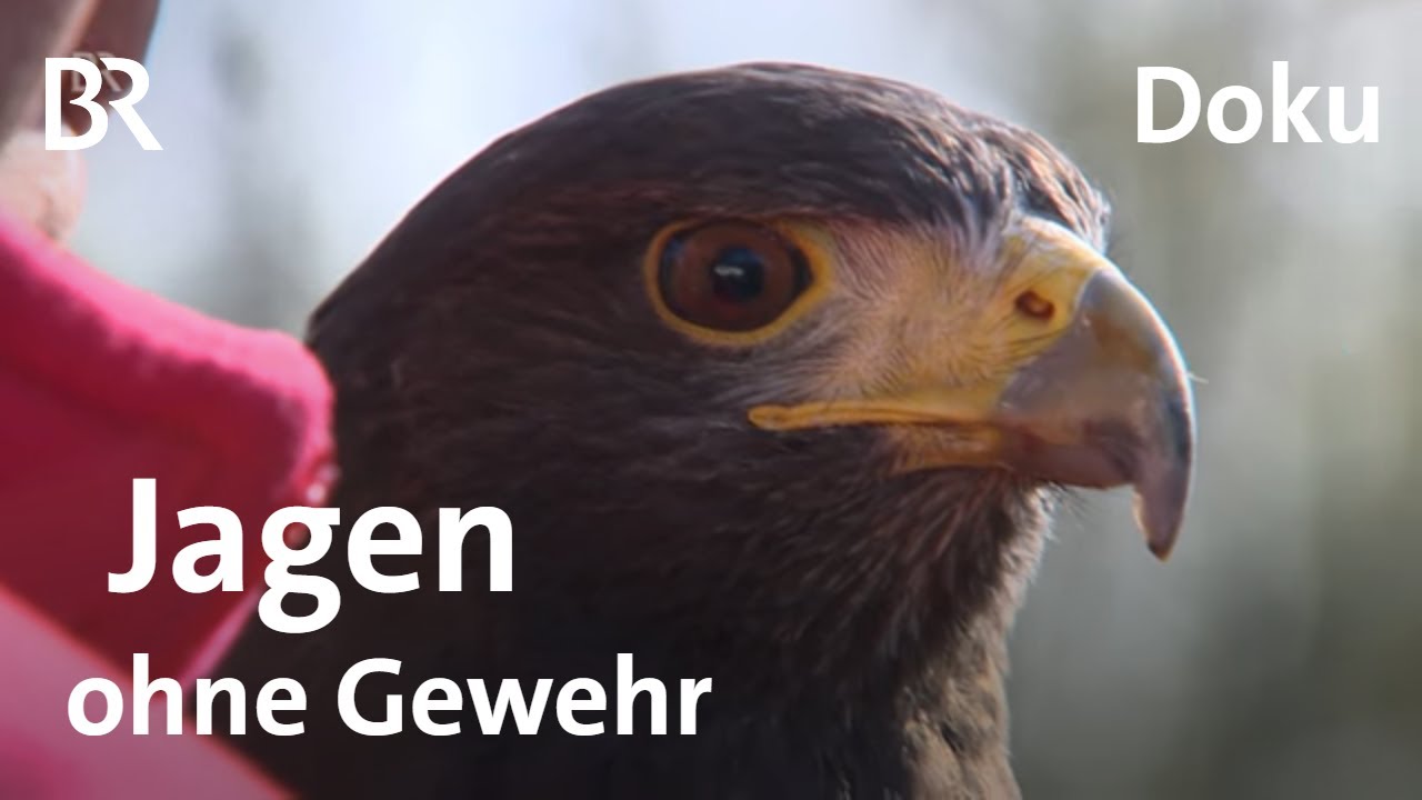 Jagd ohne Gewehr: Bei der Falknerausbildung - Beizjagd | Zwischen Spessart und Karwendel | BR