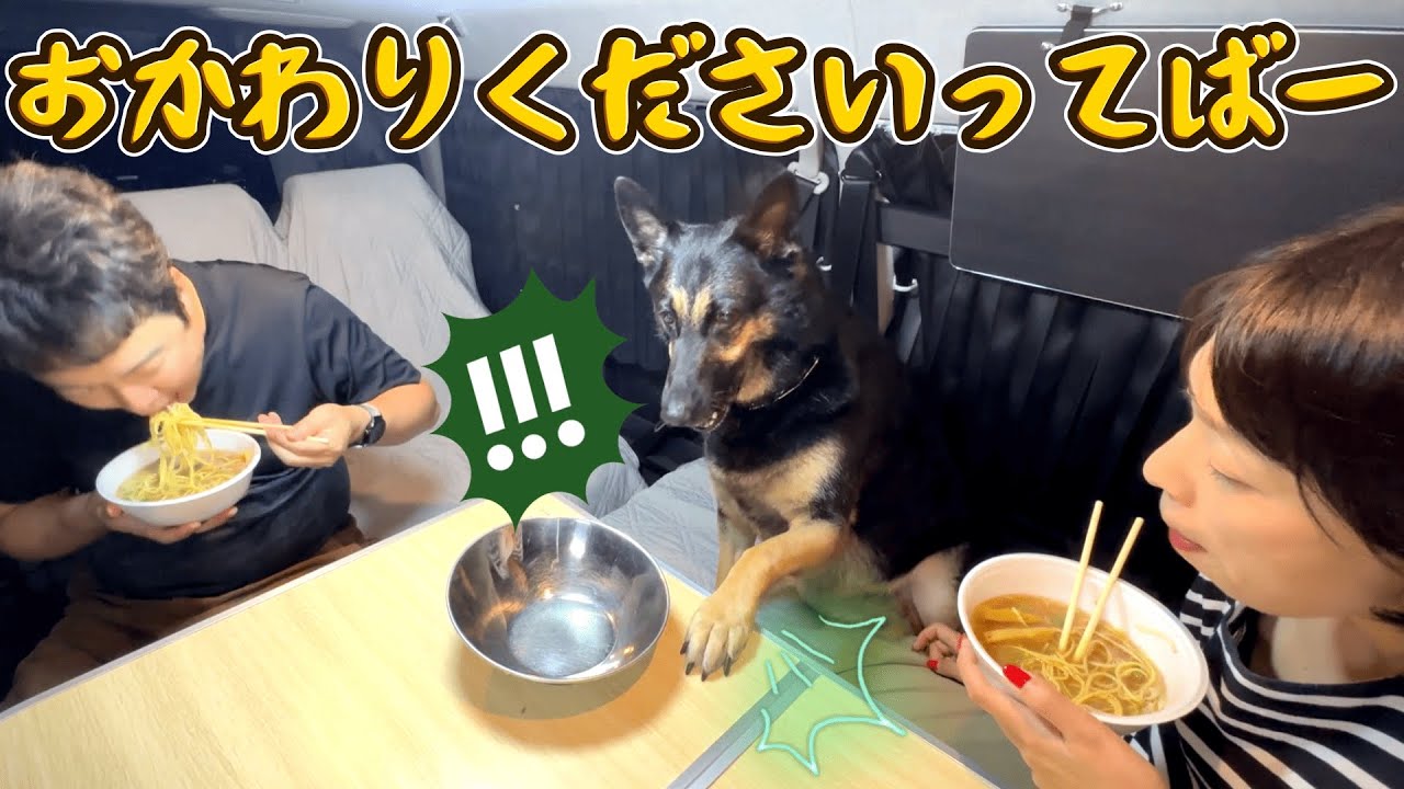 車中飯で鳥取グルメ作ったら、愛犬のおかわり圧が強すぎましたw【ジャーマンシェパード】