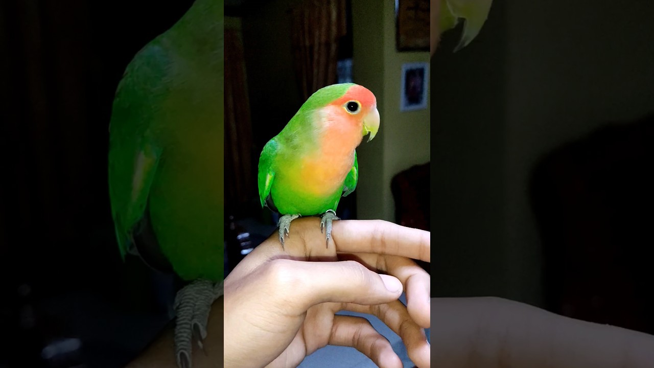 My 3 years old tamed peach faced lovebird. #parrot #pets  #lovebirds #cute #africanlovebird
