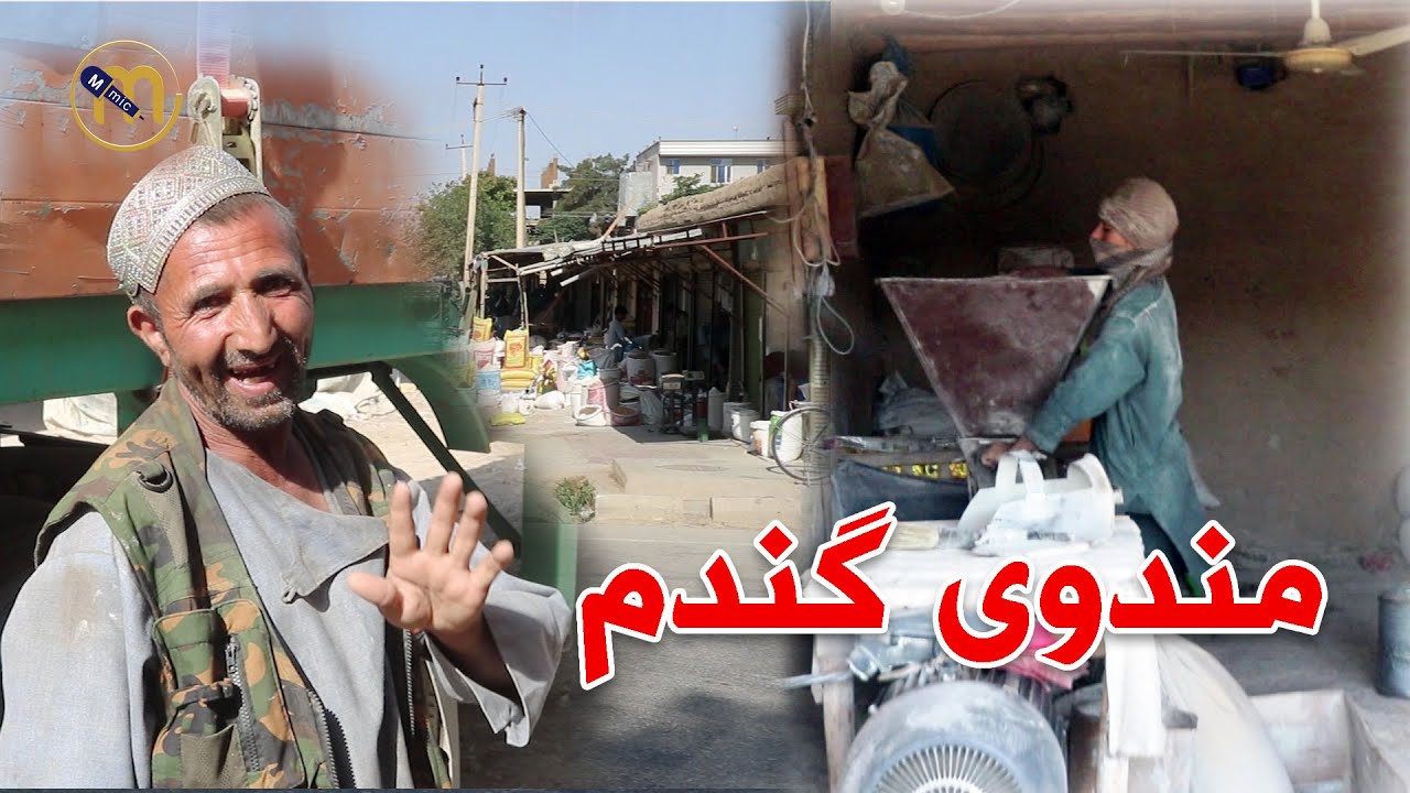 گزارش شهری از مندوی گندم-ولایت جوزجان.