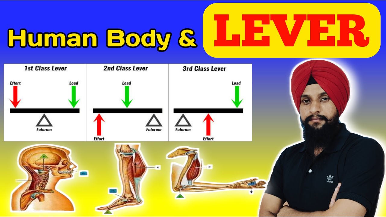 Lever in hindi / human lever system / types of lever / physical education / class 12 / pti