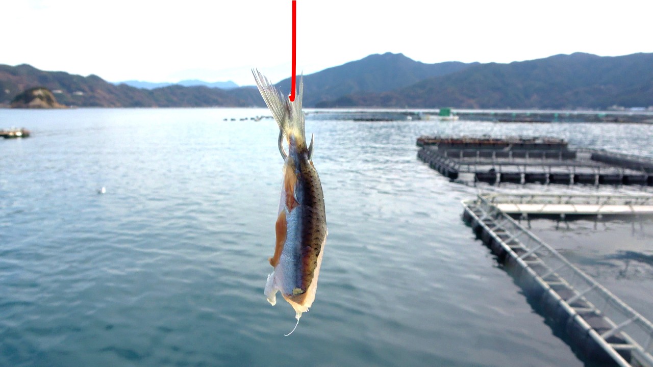 養殖いけすの横に釣りエサを落とすと…