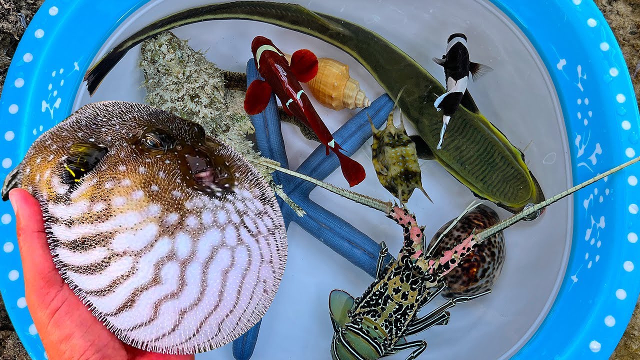 Menangkap ikan buntal dan jenis hewan laut seperti ikan hias, kepiting, kelomang, keong, ikan laut