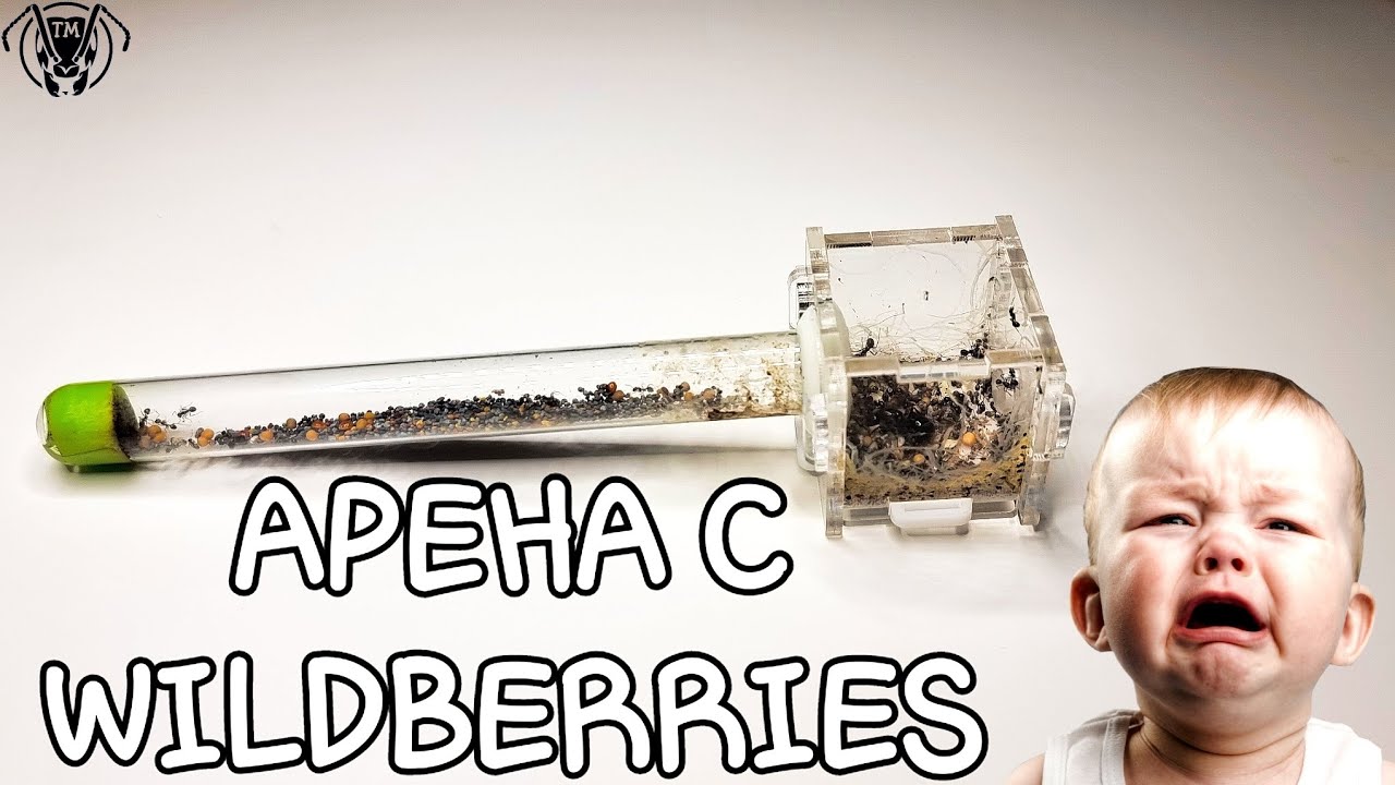 САМАЯ УЖАСНАЯ АРЕНА С WILDBERRIES, МУРАВЬИНАЯ АРЕНА #ФЕРМЫСWB \\ ТАПОК МИРА