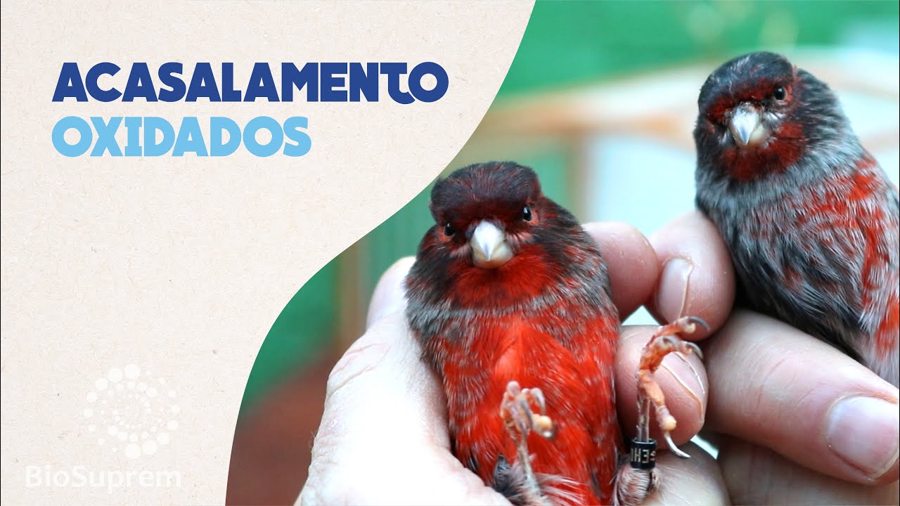 Canaricultura Completa BioSuprem #33 - Acasalamento oxidados