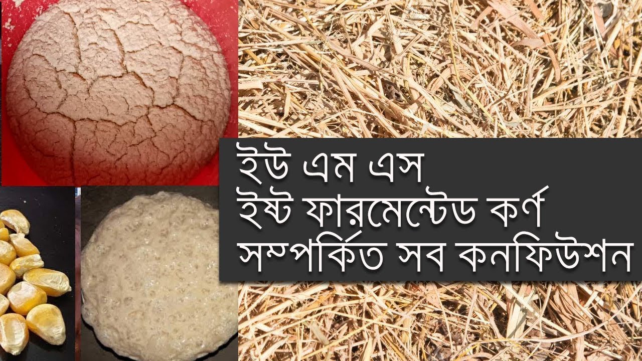 ইষ্ট ফারমেন্টেশন ও ইউ এম এস সম্পর্কে আপনার সব প্রশ্নের উত্তর