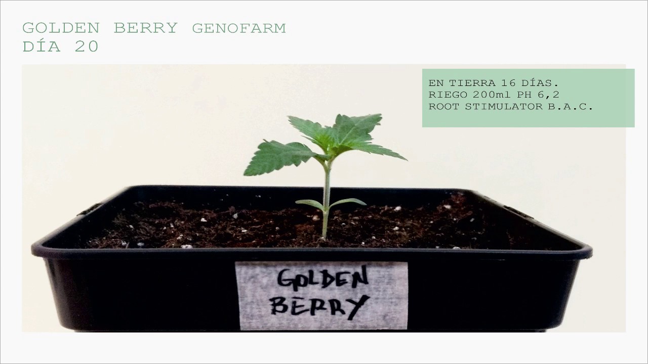 3&ordf; SEMANA CRECIMIENTO Golden Berry GENOFARM 250w