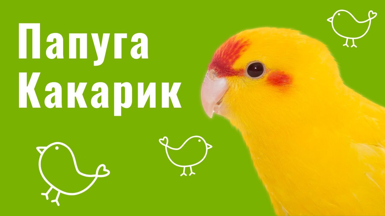 КАКАРИК — УСЕ ПРО ПОРОДУ ТА ДОГЛЯД ЗА НЕЮ