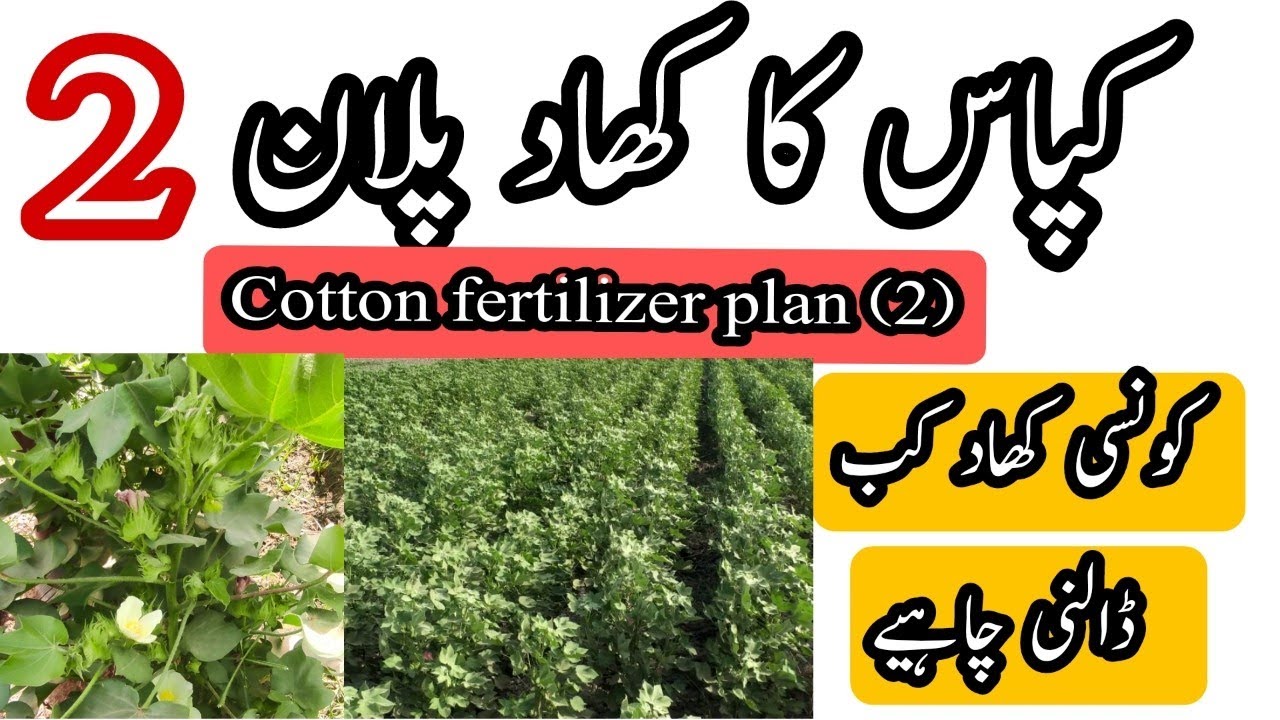 Cotton fertilizer plan part2 ||  کپاس کا کھاد پلان