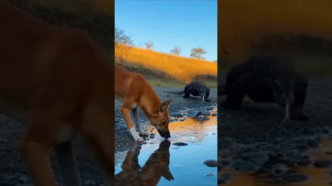 Komodo&rsquo;s Second Revenge Attack.🐾🦎👉 코모도의 2차 보복 공격#wildlife #animals #wild #komodo  #wildtv #predator