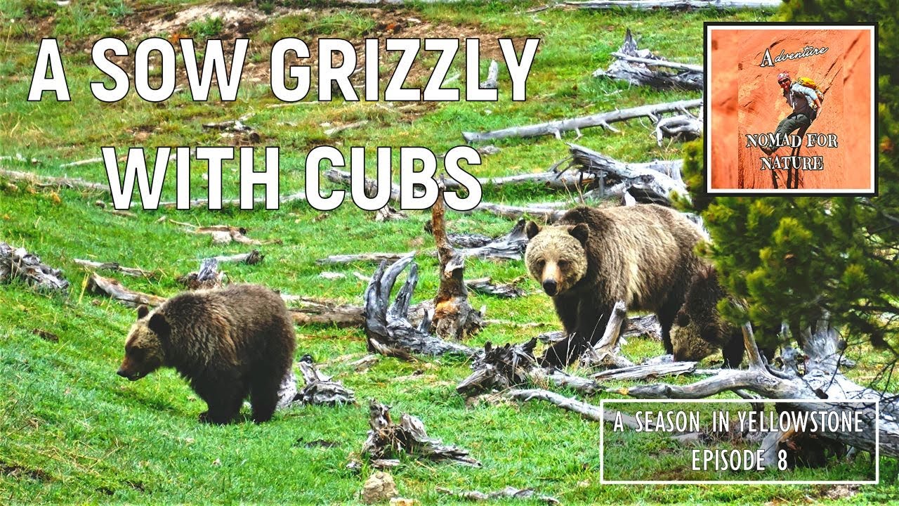 Join Me on a Fun Drive to Gardiner and Watch Grizzly Bears Up Close