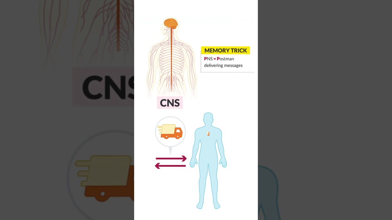 Część 1 naszej lekcji por&oacute;wnawczej dotyczącej układu nerwowego (CNS) i obwodowego układu nerwoweg...