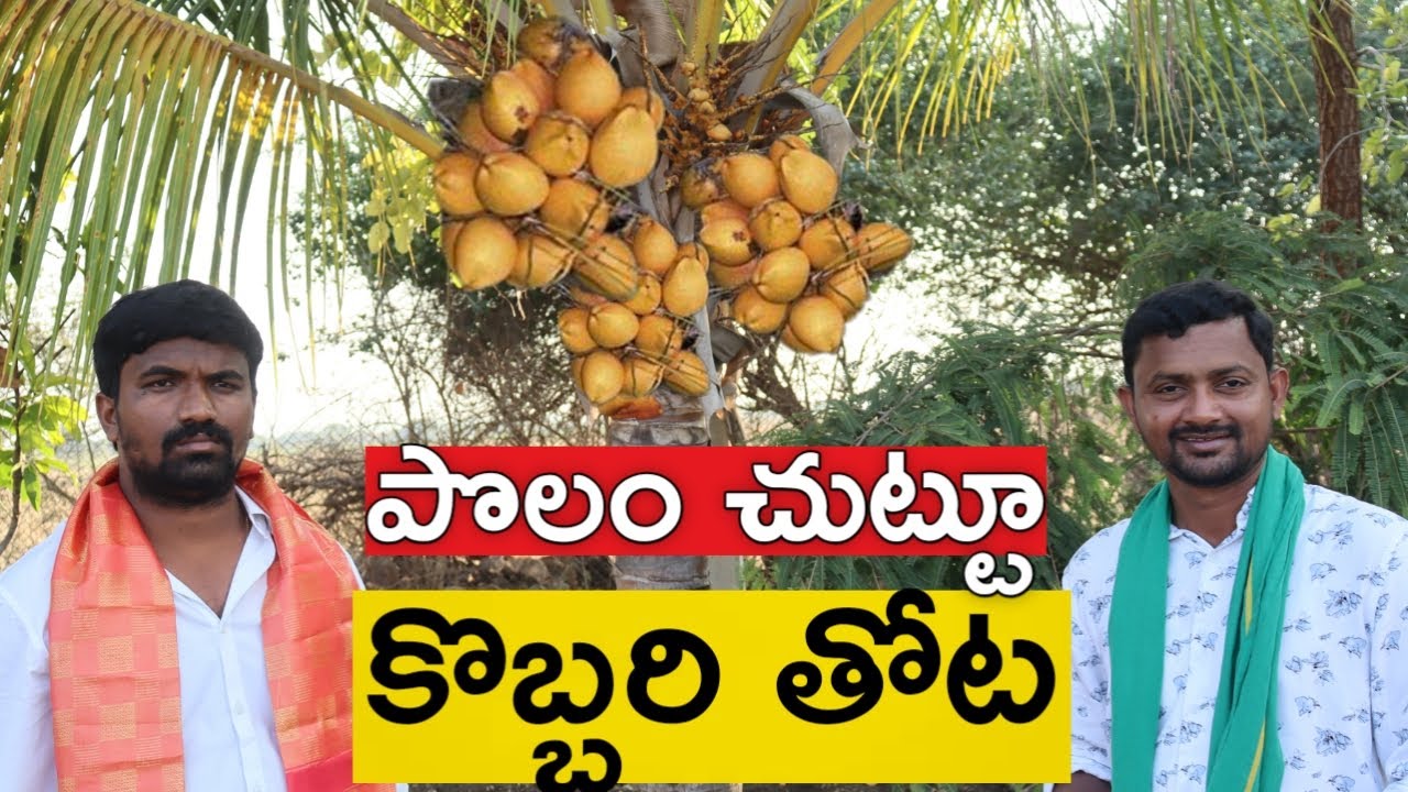 I planted a coconut grove around the farm | Coconut Farm