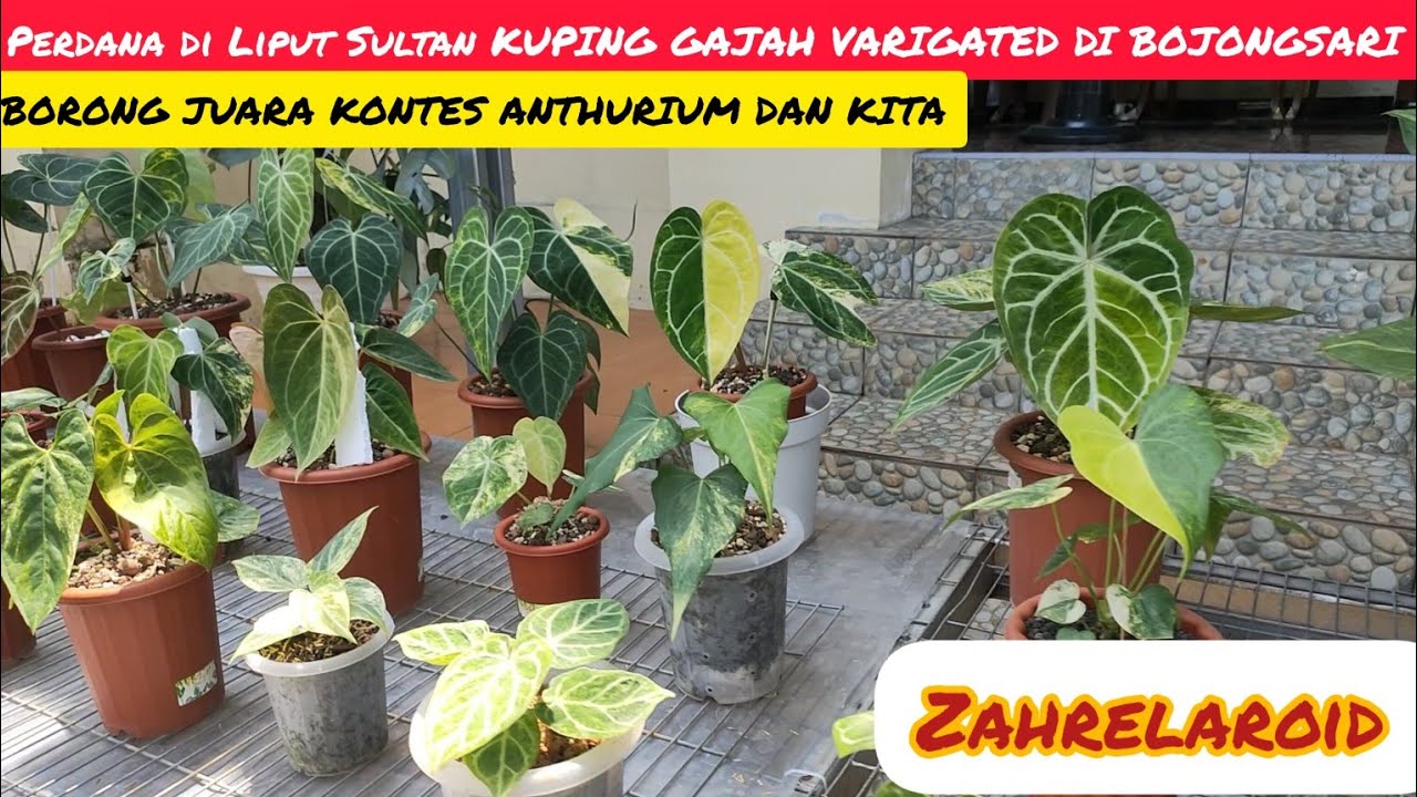 PERDANA DILIPUT SULTAN KUPING GAJAH VARIGATED DI BOJONGSARI ‼️