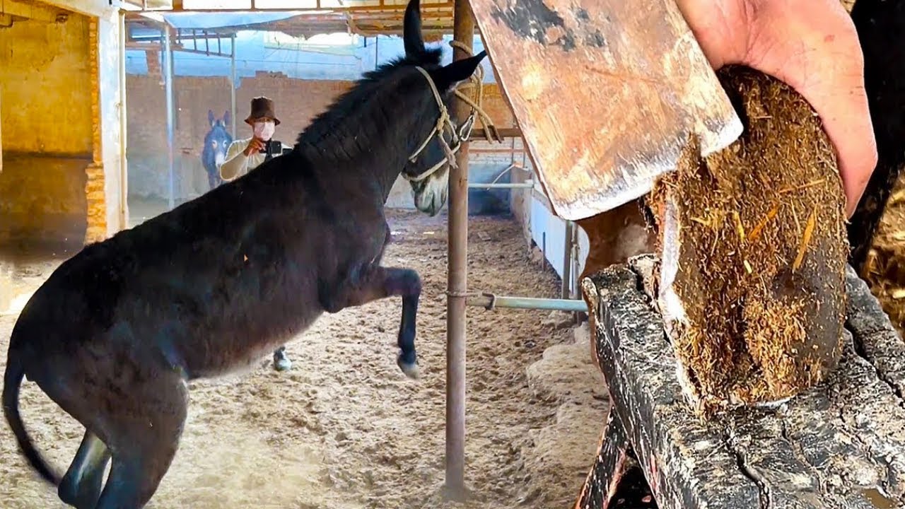 The Donkey Wanted To Kick People, So The Master Carefully Trimmed Its Hoof丨ASMR