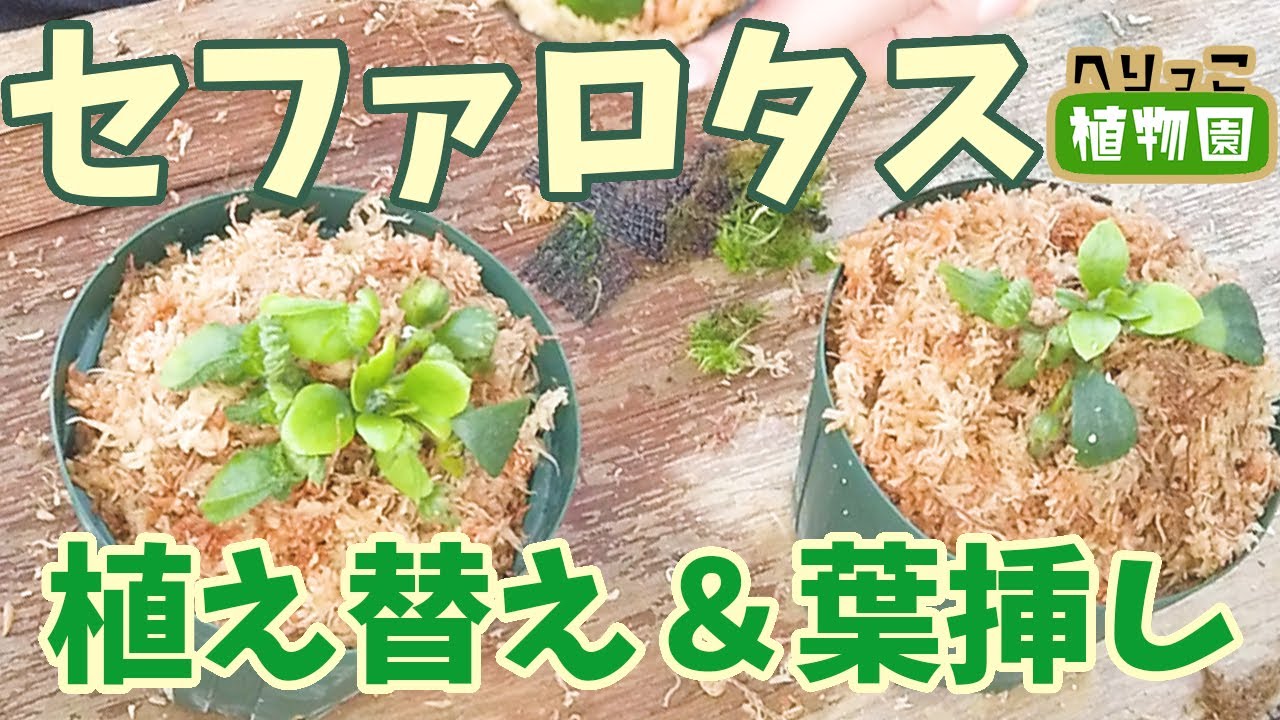 【食虫植物】セファロタスの植え替え＆葉挿し方法！【またもやバラバラ事件発生】