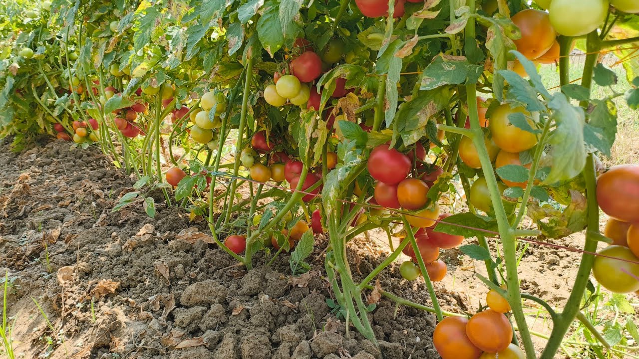 SEMINIS TOMATO 8323👌@Agriculture the way of life
