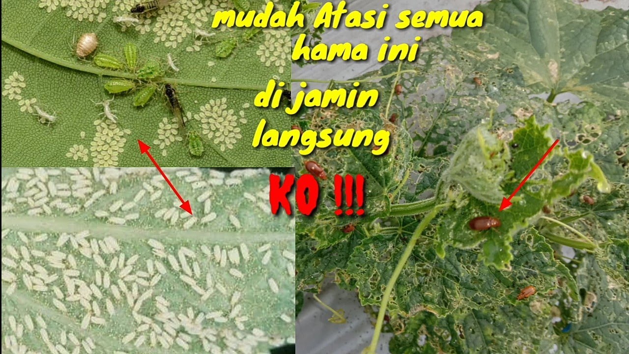Cara Paling Ampuh Atasi Oteng2 kutu kebul dan hama Therips Pada Tanaman Timun