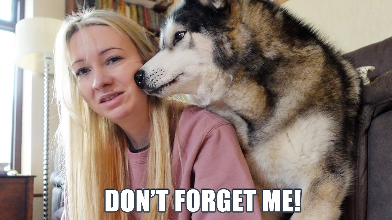 Sneaky Husky Does The Cutest Thing! He’s The Main Character!