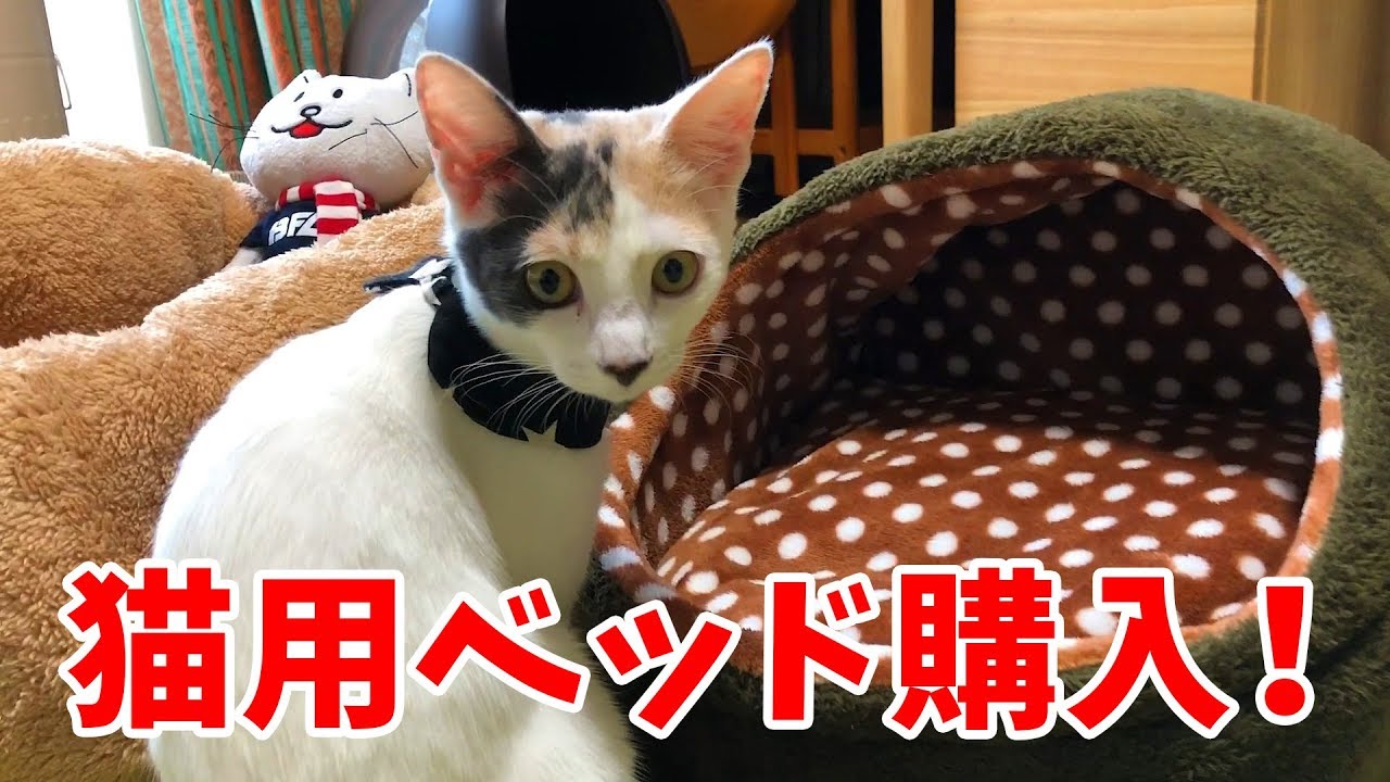 子猫のぽてとに猫用ベッドを買ってみたが…