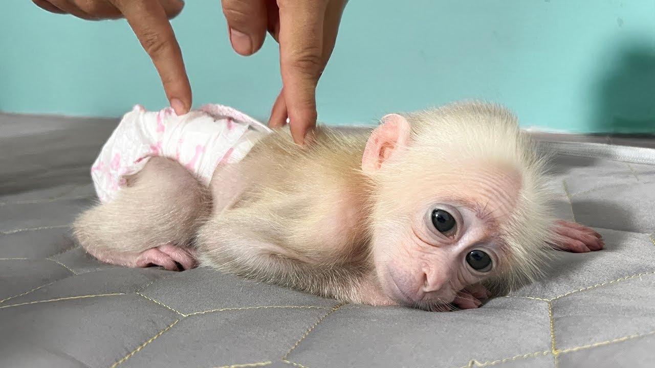 Sweet weekend of little monkey Zika and dad |Full version