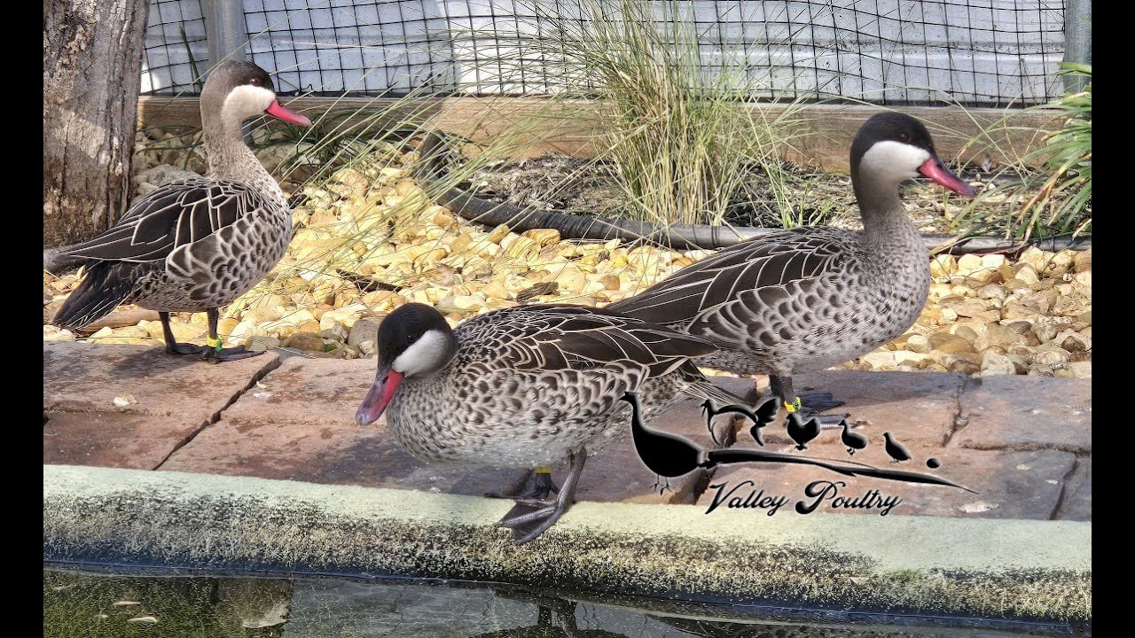 Red billed, Hottentot and Ring Teal enjoying a swim