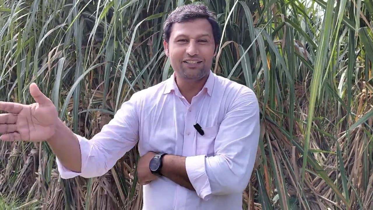 140 क्विंटल प्रति बीघा से 180 क्विंटल बीघा का उत्पादन कैसे ले, इसके बारे में जानकारी 