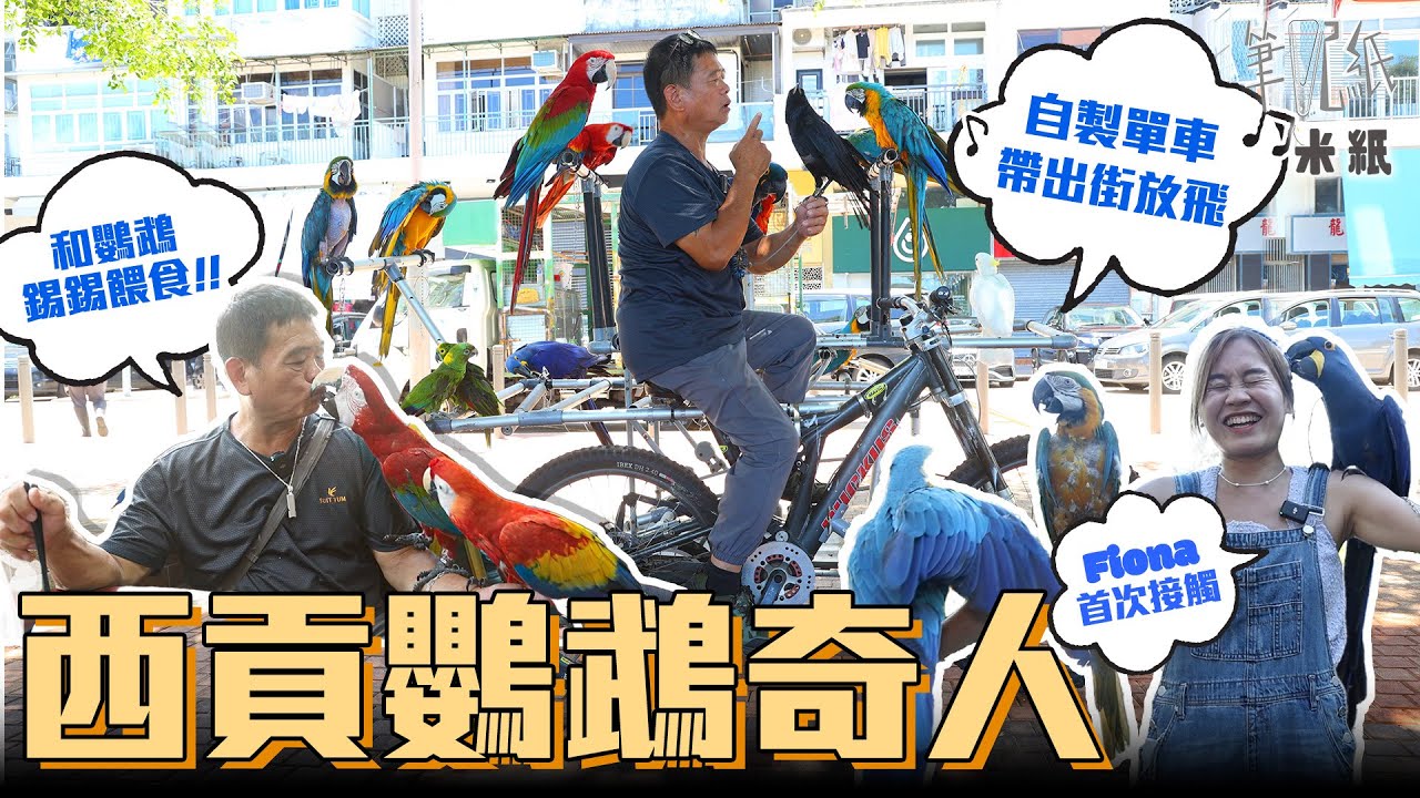 #米紙｜七旬叔叔為鸚鵡搬入西貢深山 收養全港最多金剛鸚鵡 日花一半時間照顧20隻鸚鵡 自砌單車改裝貨車帶出街放飛 以嘴餵食增親密關係 鸚鵡平均壽命80歲：我一定睇唔到佢哋終老 #筆記紙