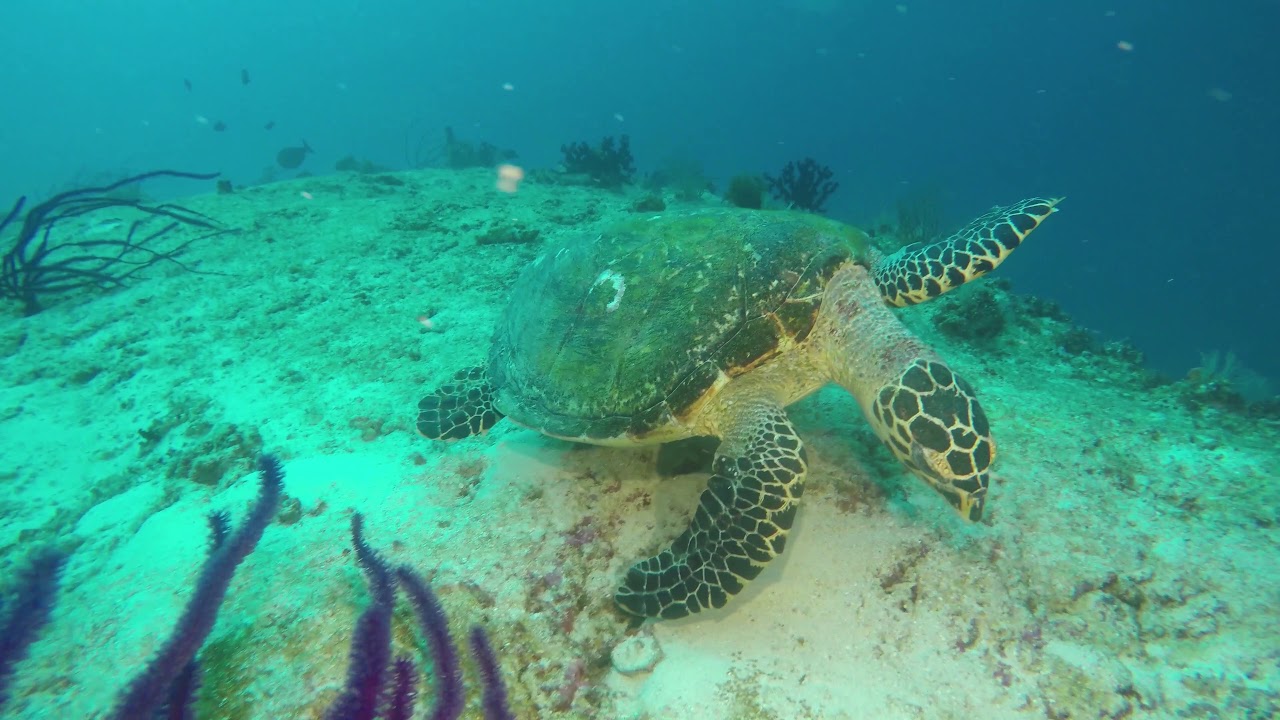 2018 Maldives Trip with Got Air Scuba