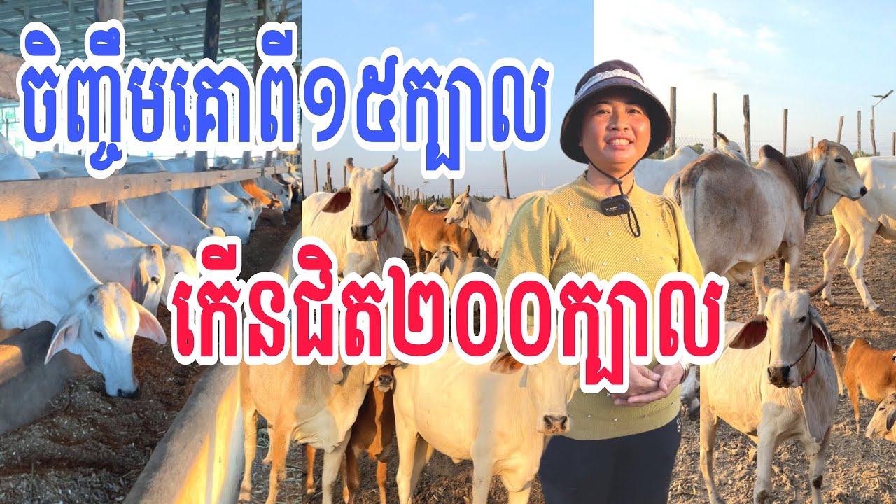 ស្រ្តីនៅខេត្តត្បូងឃ្មុំ ចិញ្ចឹមគោ១៥ក្បាល ៦ឆ្នាំកើនជិតដល់២០០ក្បាល 